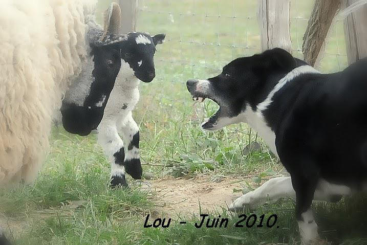 Concours de chiens de berger